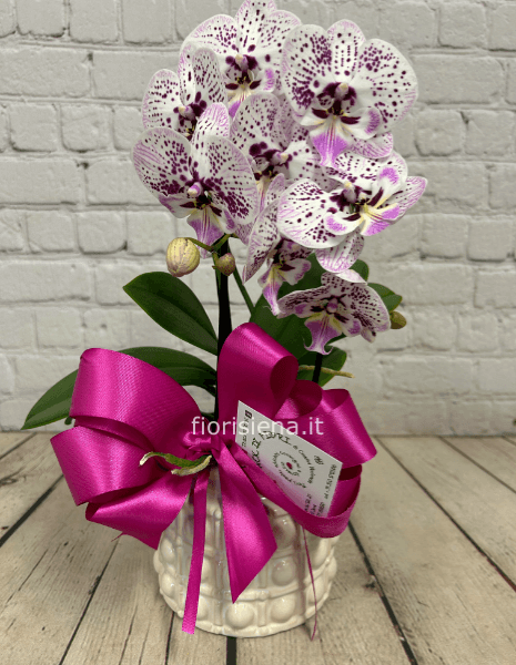 Pianta di Phaleonopsis cascade