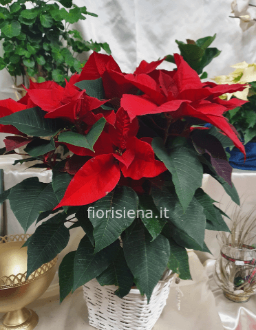 Stella di Natale  media