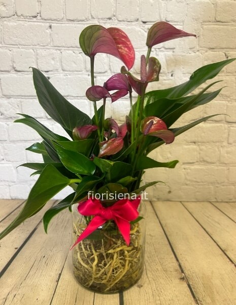 Anthurium in idroponica