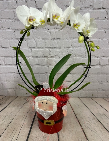 Orchidea con vaso natalizio 